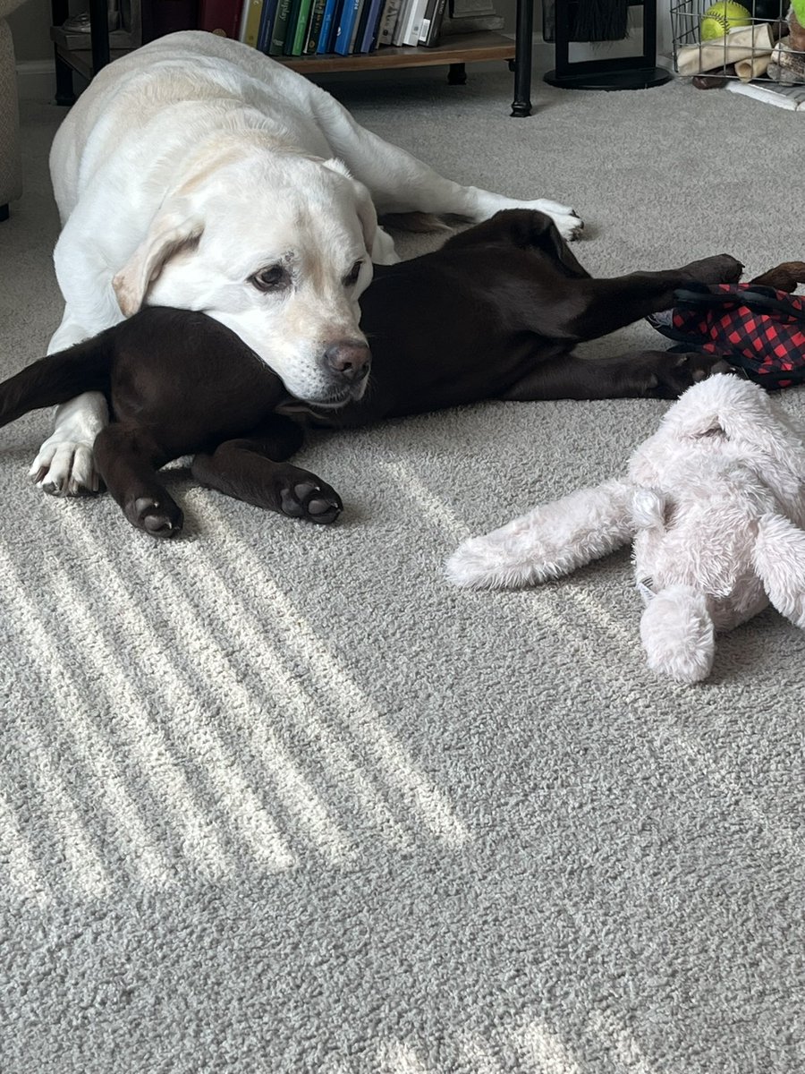 Jason DeMink CSFM (@mowdaddy53) on Twitter photo Hank is using puppy (Walter) as a pillow! #chocolatelabs <a href="/creeksidelab/">Creekside Labradors</a> #yellowlabs Hank is using puppy (Walter) as a pillow! #chocolatelabs <a href="/creeksidelab/">Creekside Labradors</a> #yellowlabs