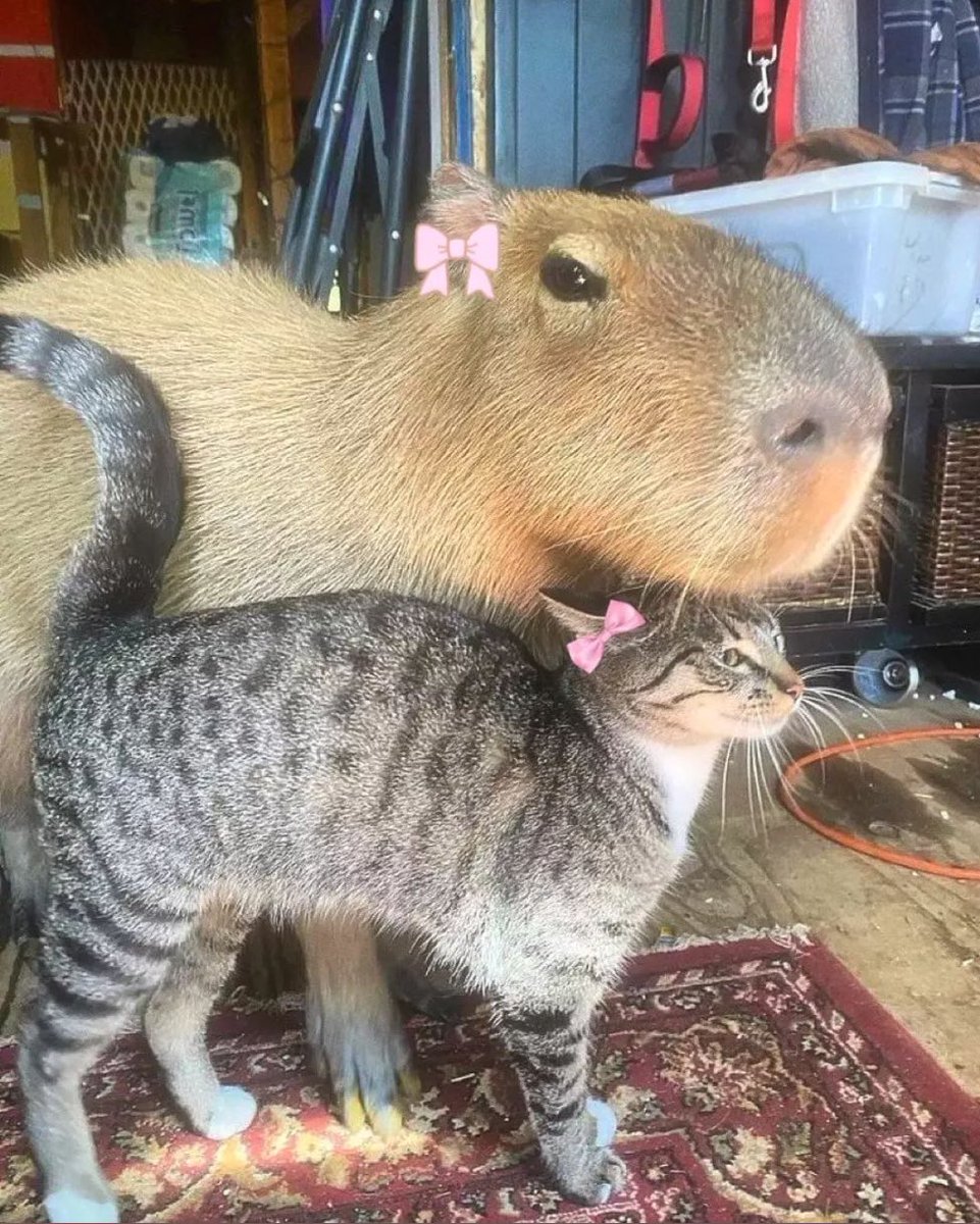 catybara