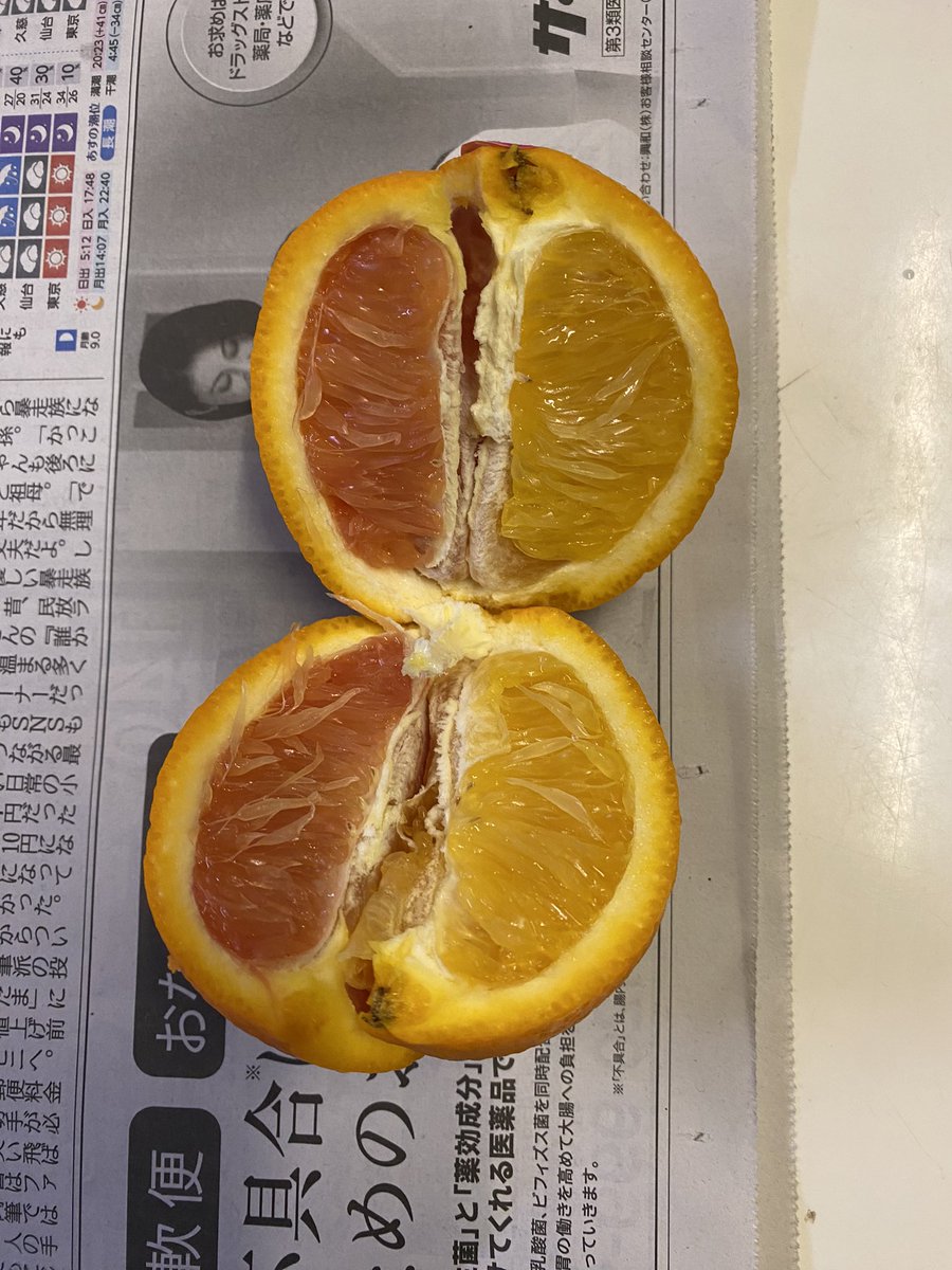 SuouRen's tweet photo. ピンクオレンジに弟くんが今ハマってるんだが、「今朝のオレンジが2色だ！」と、洗濯物干してる所まで私を呼びに来た。
こんなん初めて見たー！ https://t.co/L1W8UA0jLa