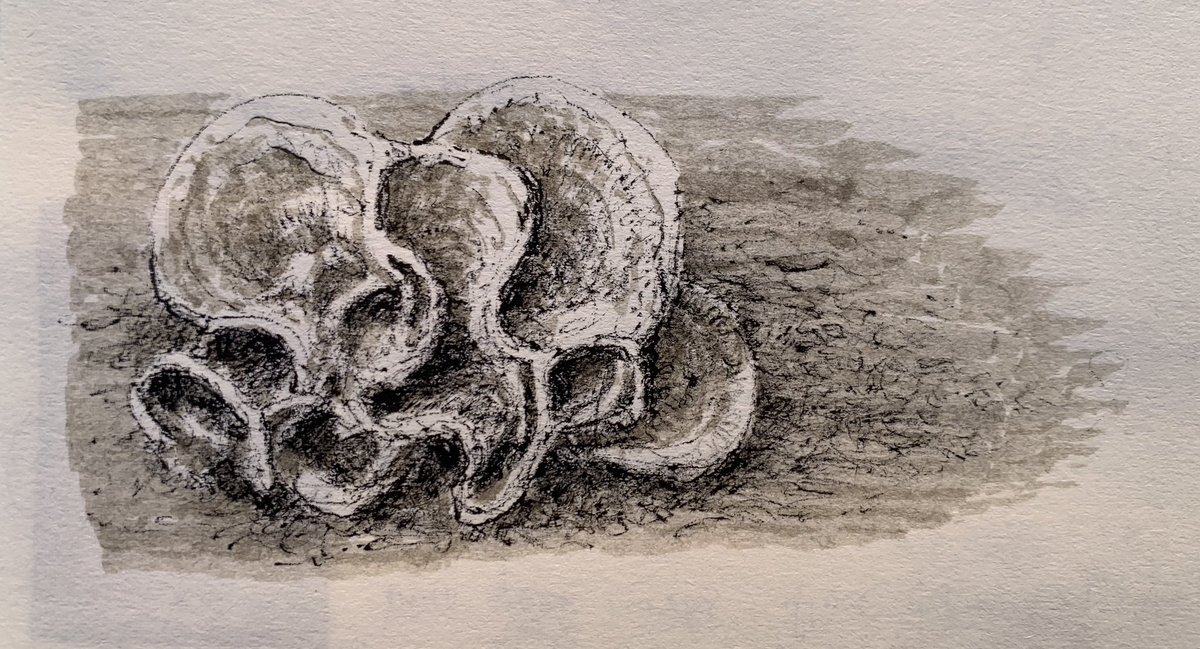 IVoltski's tweet photo. 🔵 imaginary #xenophyophore sketch [fineliner/marker]
~~~
#DeepSea #abyssal #marinebiodiversity #ScienceArt #ScientificIllustration https://t.co/Gi4usD93xK