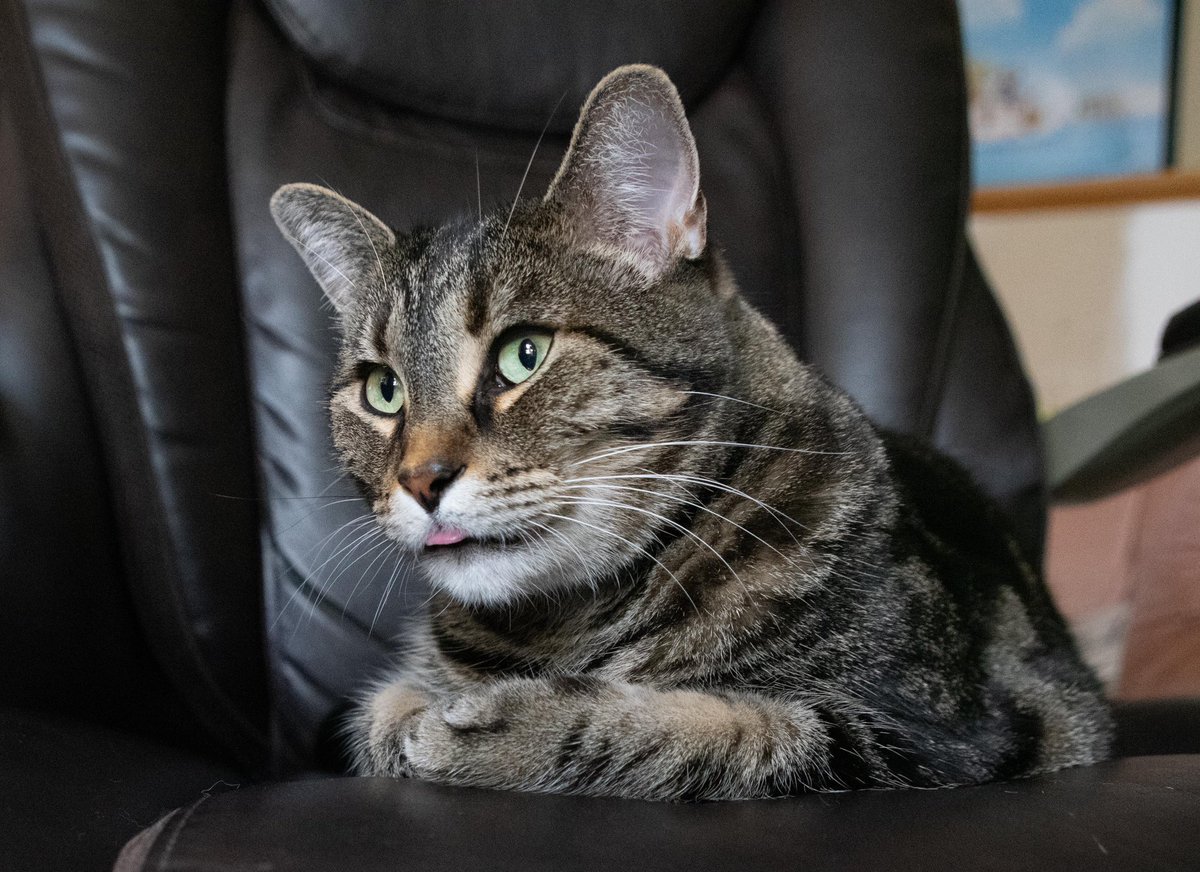 Boss Revel blep!

She has an obsession going with papa’s executive office chair.
Because she’s the real one in charge.