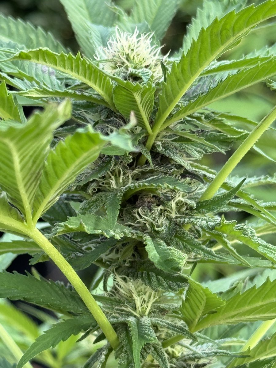 heretic conker tweet media