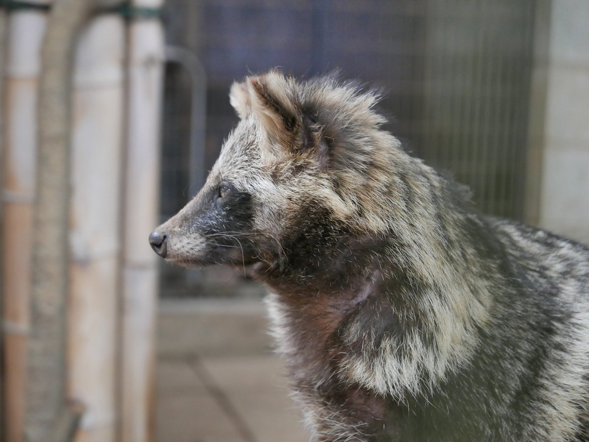 Daily Tanuki Bot (@dailytanuki) on Twitter photo 