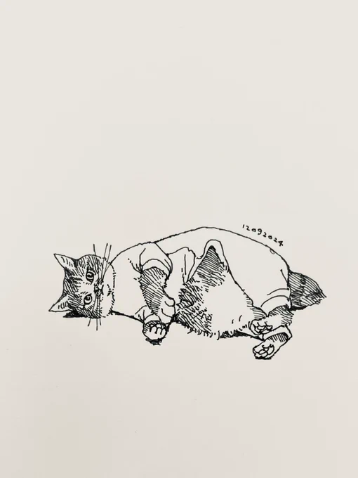 ぽぽねこ( )さんちのちゃーちゃんは耳が綺麗な三角形。