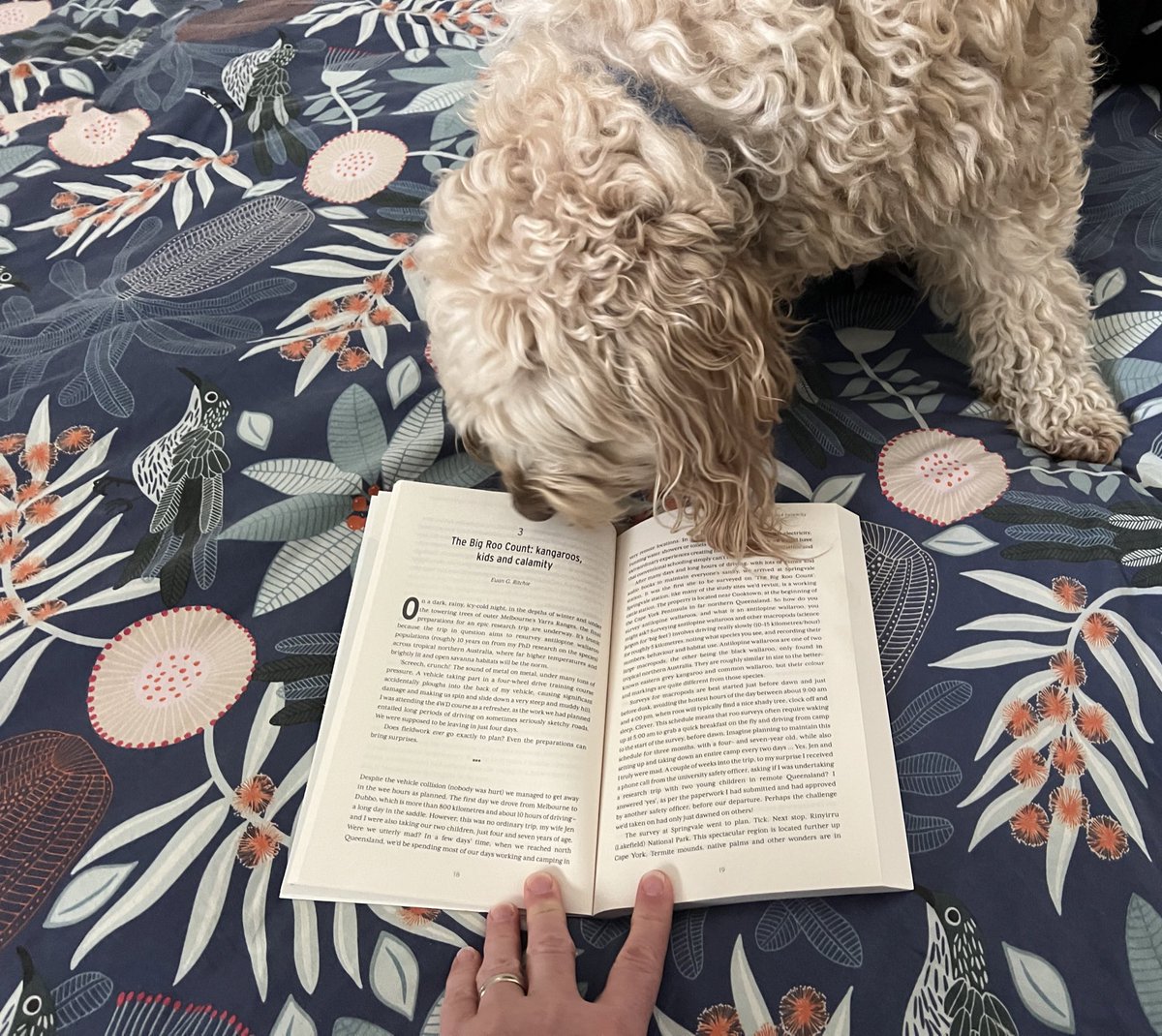 EuanRitchie1's tweet photo. So exciting! 🥳 I’ve got a copy of @HPWecology’s new book, Wild Science! 

Thanks so much for inviting me to contribute, Helen!

My story, The Big Roo Count: kangaroos, kids and calamity. 

#Molly approves! https://t.co/jqxUovONQT