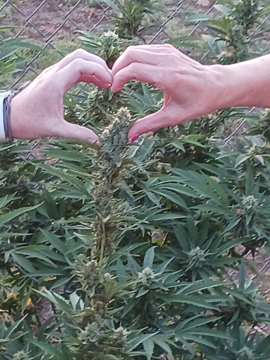 Mcatnip's tweet image. Oh bestie, I had the most herbalicious time!!! The dispensary was INCREDIBLE!!! I love you big!  …until next time!!! 😏🛬❤️👽@BadAzzWarrior