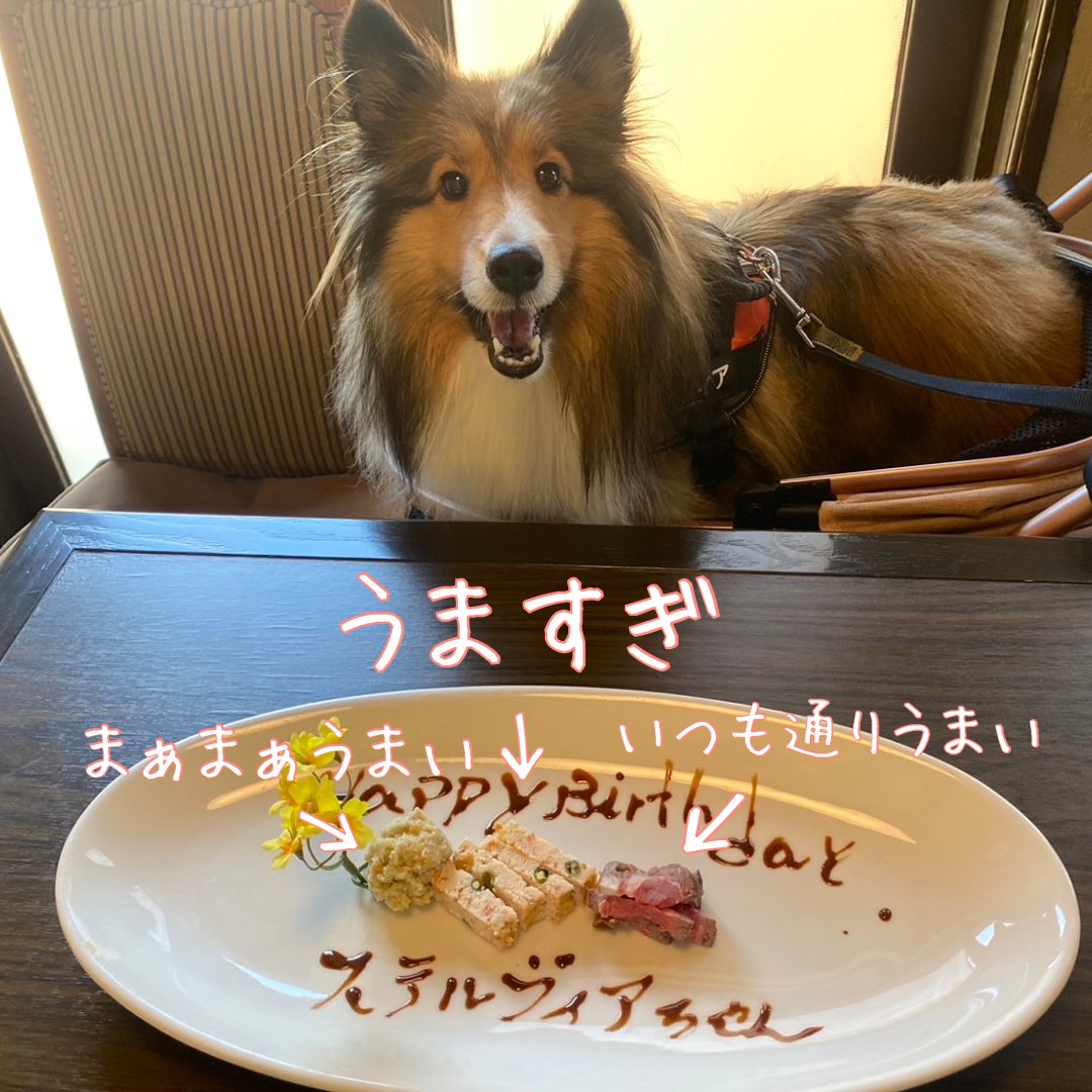 バースデープレートを頼んだ時のウマウマ図。
真ん中のうますぎは理性がぶっ飛ぶほど美味しかったらしい🤭
真ん中のだけ、マテコマンドが聞かなかった…🤣
🐶1口食べてウマウマ過ぎたので待つのを拒否します！
#シェルティ #うまうま