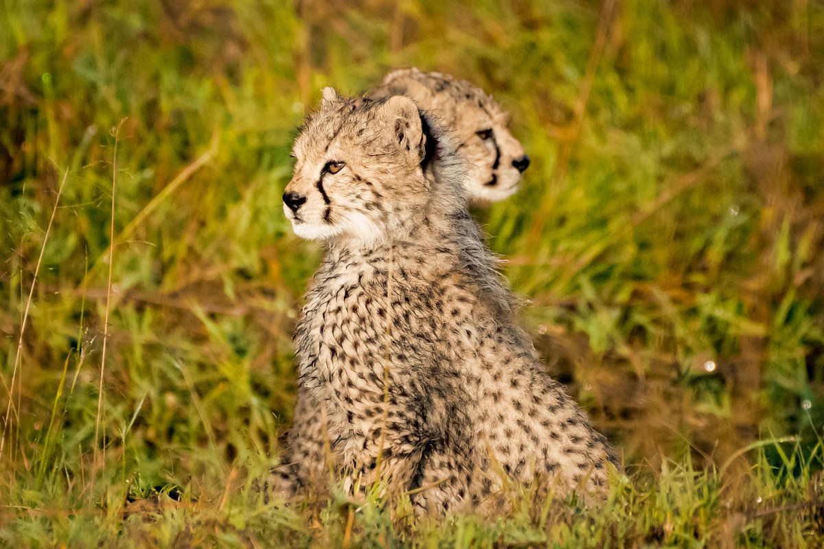 bownaankamal's tweet photo. Cute fur balls in the early hours in Masai Mara | Kenya.
2/3 Neema’s Cub (Noma-Nariku-Nagol) – Mar 2021
#africa #yesbbcearth #maasaimara #bigcatsphotography #natgeo #natgeowild #cheetah #cheetahs #BBCWildlifePOTD #jawsafrica #jawswildlife #savebigcats #kenya #wildlife https://t.co/qV2iBtr5v3