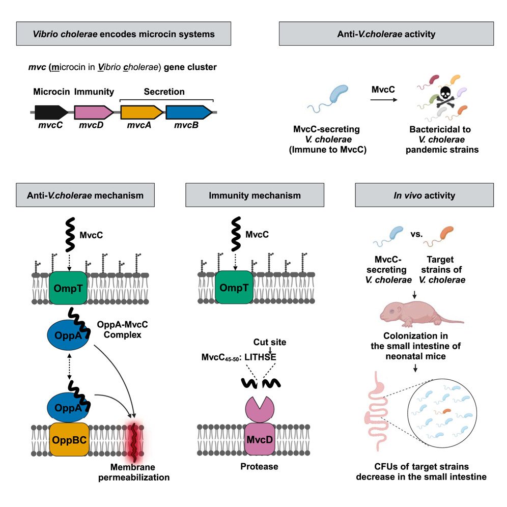 MicrobesInfect's tweet photo. Antibacterial action, proteolytic immunity & in vivo activity of a #Vibrio cholerae #microcin.
• Vibrio cholerae encodes microcin systems.
• Microcin MvcC kills virulent V. cholerae strains in vitro & in vivo.
https://t.co/WZAocqPuiF #cholera https://t.co/VjmBzkf7LK