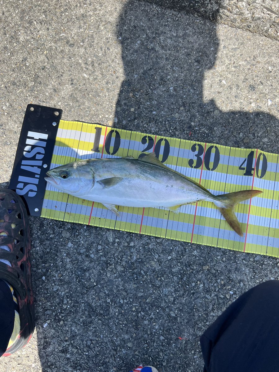 dackspapa's tweet photo. 昼に大蔵海岸でハマチゲット

#コルトスナイパーXR  MH
#メタルエフェクトステイフォール
#ホワイトナイト
#jackson
#SJASH
#RIGID4000HG
#ステラプラネット https://t.co/u7rua7Imn4