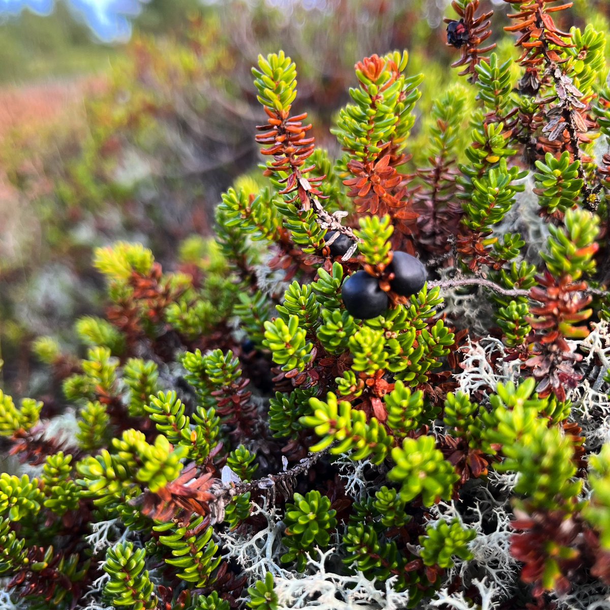 Louise Isager Ahl (@dkbotany) on Twitter photo Plante nr. 2 <a href="/kristeligt/">Kristeligt Dagblad</a> - Revling, Empetrum nigrum 💚 En lille flerårig dværgbusk fra heden med små nåleformede blade og uanseelige mørkerøde blomster. De udvikler sig dog til smukke sort-glinsende stenfrugter, på størrelse med ærter 😀 #dkbotanik Plante nr. 2 <a href="/kristeligt/">Kristeligt Dagblad</a> - Revling, Empetrum nigrum 💚 En lille flerårig dværgbusk fra heden med små nåleformede blade og uanseelige mørkerøde blomster. De udvikler sig dog til smukke sort-glinsende stenfrugter, på størrelse med ærter 😀 #dkbotanik