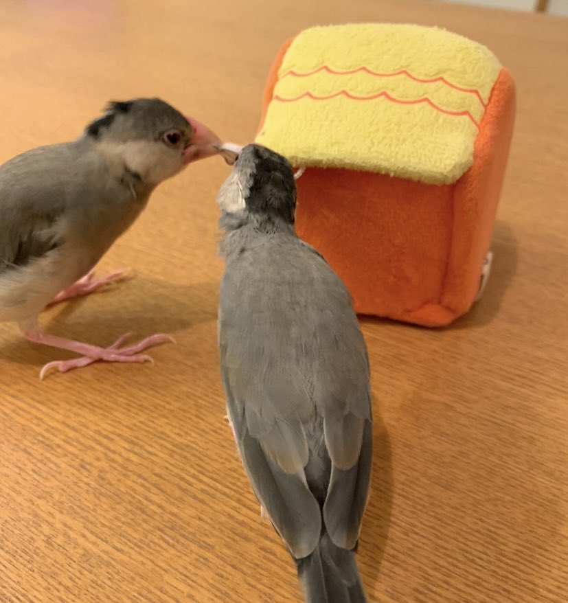 torimoriko's tweet photo. モヒカン時代のおにぎりたち https://t.co/U2e00FAliz