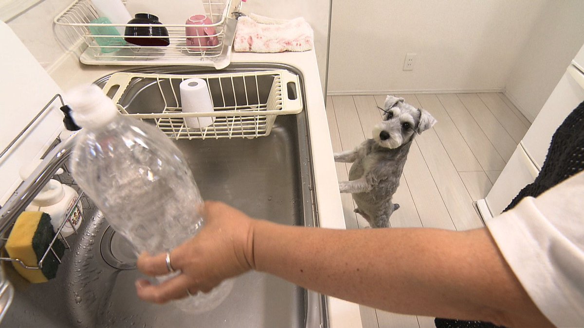 確認ページ♡ガラス瓶の中のわんこ めざましテレビ on X