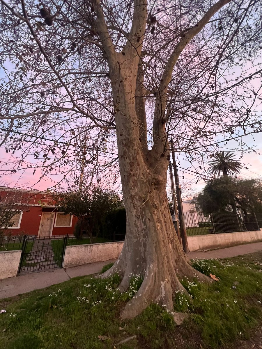 Bruno Astengo Repetto tweet media