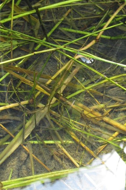 やっぱミズカマキリ最高
けどもうちょい綺麗な写真撮りたいから一眼レフほしい