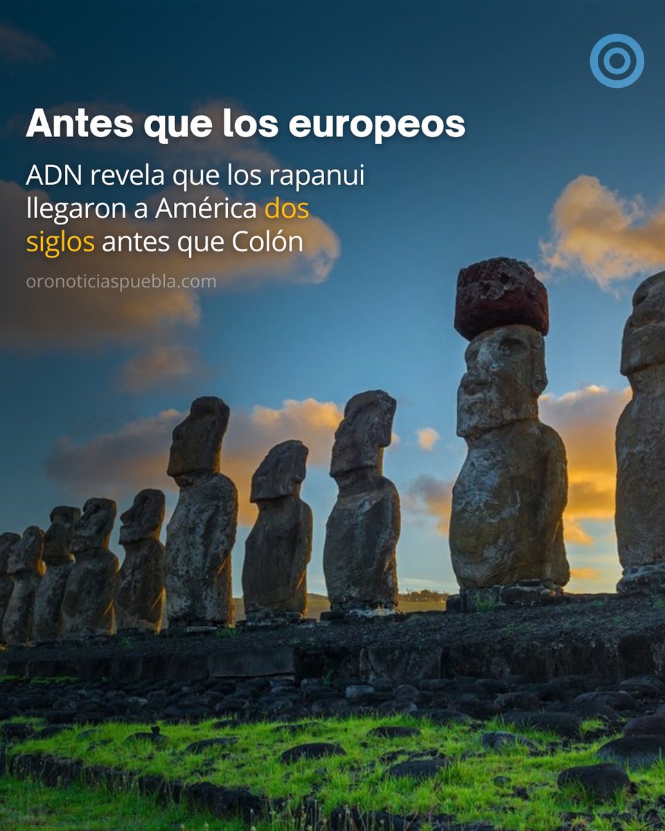 🧬 El análisis de #ADN de 15 cuerpos almacenados en un museo de París reveló que los habitantes de la #IsladePascua, los rapanui, llegaron a América navegando alrededor del año 1300, dos siglos antes que #CristóbalColón.

Los rapanui, originarios de Polinesia, se asentaron en la