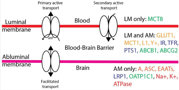 Dr_ABSingh's tweet image. Pleased to see our paper birthed &amp;amp; speaking to the emerging role of blood-brain-barrier pharmacogenetics. Future Pharmacology | Free Full-Text | Pharmacogenetics and the Blood&amp;amp;ndash;Brain Barrier: A Whirlwind Tour of Potential Clinical Utility (mdpi.com)