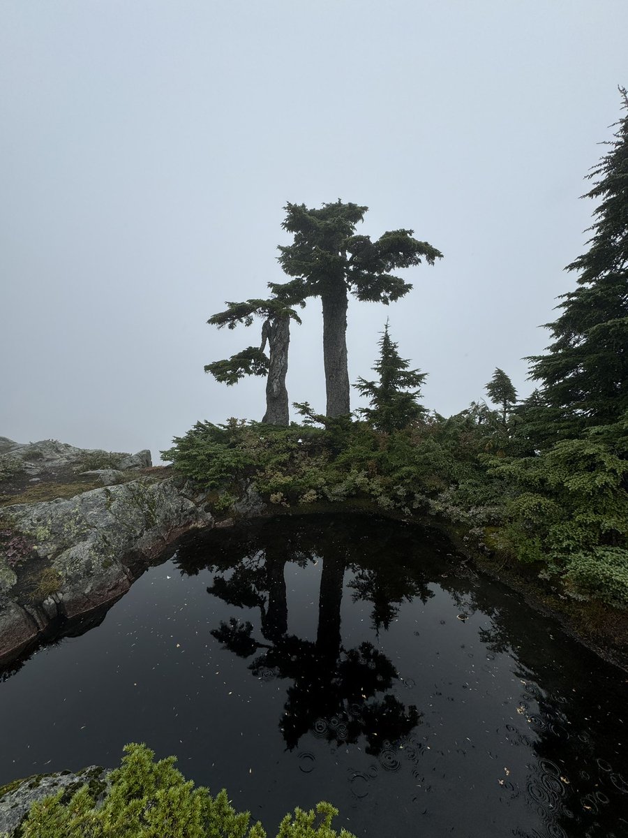 BCAdvSmart's tweet image. A few early fall feelings in an area that receives some of the highest search and rescue call volume in British Columbia (&amp;amp; Canada). 🍁

Whether you call it hiking and meeting, meeting and hiking, or walking and talking, it was a great day with industry colleagues.
#fallfeelings