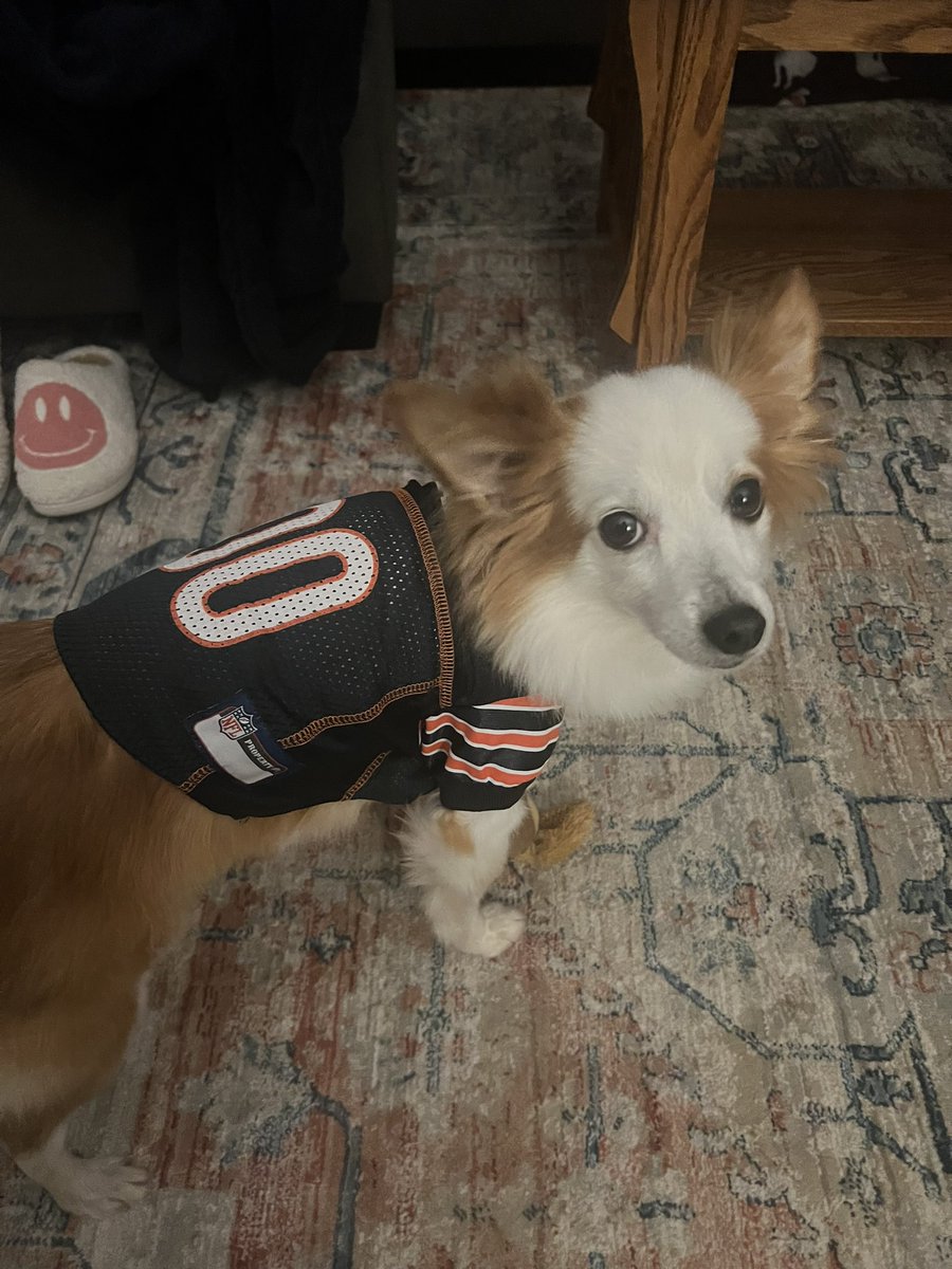 MsSweeneyTeach's tweet photo. Teddy is available if needed on Sunday @ChicagoBears. Unfortunately he only weighs 10 pounds, so I don’t think he will be that useful. #BearDown https://t.co/xpkp0mhAgV