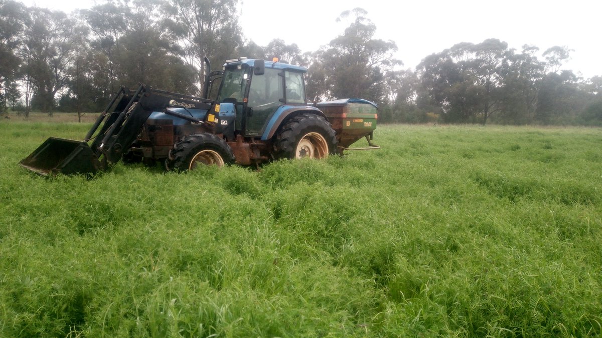 Self sown vetch is getting a run on