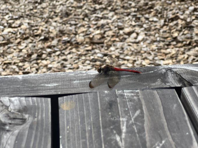 自然いっぱいのなかで生き物たちをたくさん発見できて楽しいねえ〜👶✨ https://t.co/NBJ8eOhTpa<a href="/tag/%E3%81%BF%E3%81%AA%E3%81%A8%E3%81%88%E3%81%AB%E3%81%A3%E3%81%8D"class="tags"><span>#みなとえにっき</span></a>