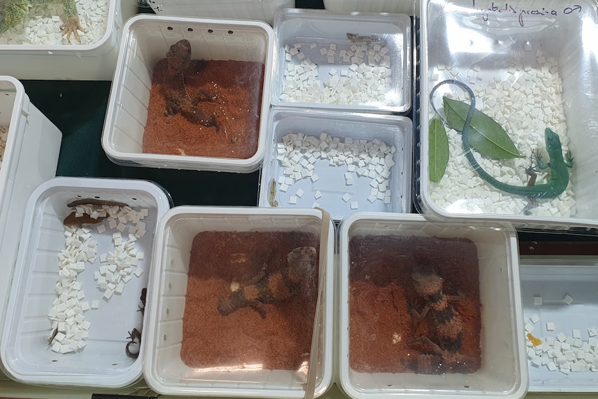 Adam Toomes (@adamtoomes) on Twitter photo Thanks to <a href="/ABCaustralia/">ABC Australia</a> & <a href="/ErinParke2/">Erin Parke</a> for highlighting the global trade of 🇦🇺 endemic reptiles & amphibians! bit.ly/3Ts22KL
We found 33 species never recorded before in overseas markets - work led by <a href="/BastianLTC/">Sebastian Chekunov</a> with <a href="/OliverStringham/">Oliver Stringham</a> <a href="/taaprowse/">Thomas Prowse</a> & @InvasionEcology Thanks to <a href="/ABCaustralia/">ABC Australia</a> & <a href="/ErinParke2/">Erin Parke</a> for highlighting the global trade of 🇦🇺 endemic reptiles & amphibians! bit.ly/3Ts22KL
We found 33 species never recorded before in overseas markets - work led by <a href="/BastianLTC/">Sebastian Chekunov</a> with <a href="/OliverStringham/">Oliver Stringham</a> <a href="/taaprowse/">Thomas Prowse</a> & @InvasionEcology