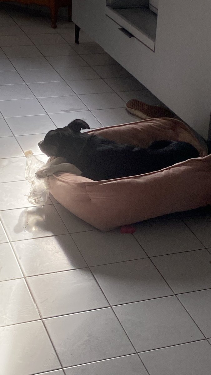 Arianasworld's tweet photo. Que alguien le avise a la dueña que necesita una cama más grande ��🌚🐾 https://t.co/QboBIphzKE