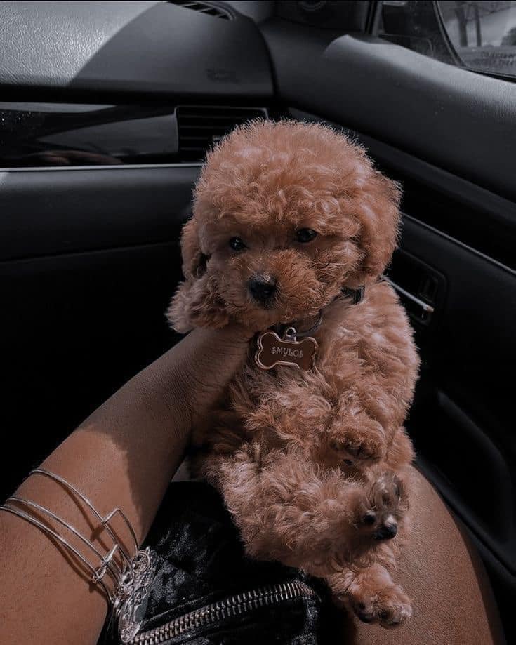 realbbymula's tweet image. I want oneeeeee they are just so cute 😍