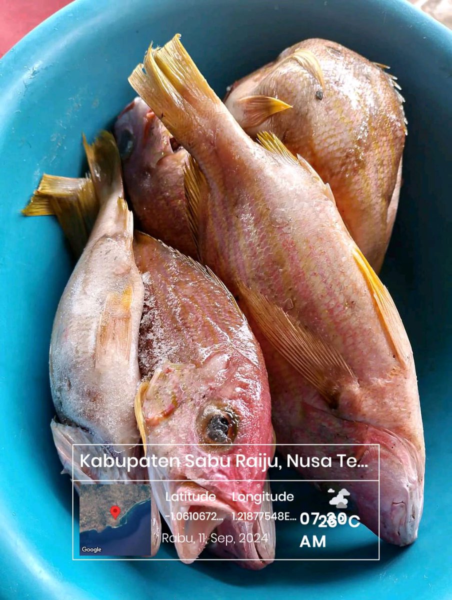DesiDjami's tweet photo. Rabu (11/09/24), Desi Djami Kale luhkan Kab. Sabu Raijua, KUB Muri Mada, Desa Waduwalla, Kec. Sabu Liae. Melaporkan tangkapan ikan, dengan alat tangkap Pancing,  sebanyak 5 kg, harga jualnya 35.000/kg
#GiatluhkansatminkalGONDOL
#Saburaijua
#Tangkap
@luhlapor https://t.co/YfBsik2BZE