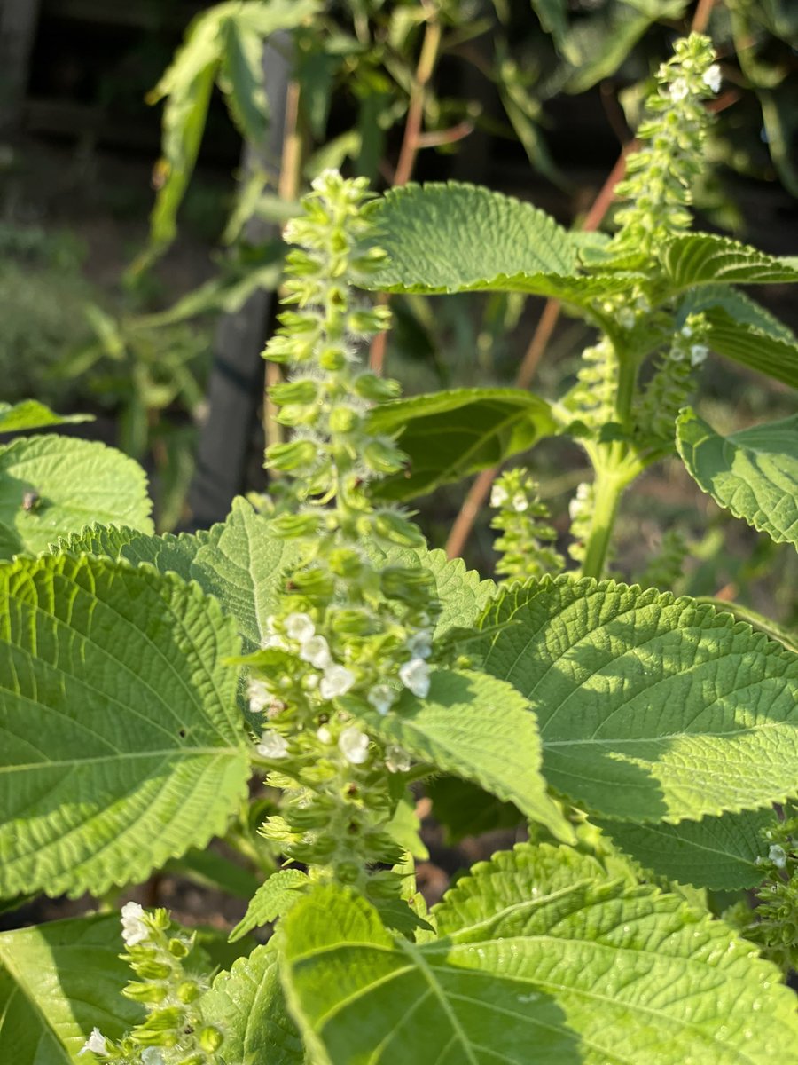수확할때 마다 고추들은 얼려놓는다. 처음 얼마동안은 아삭아삭하니 물 많은 아삭이 고추였는데 요즘은 얼마나 매운지 입안이 얼얼하다
얼려서 몇개씩 찌개, 볶음 요리할때 넣어 먹으니 얼큰하니 좋다

부추꽃대도 말려서 튀겨 볼까…?
꼬숩던데 😋🤭