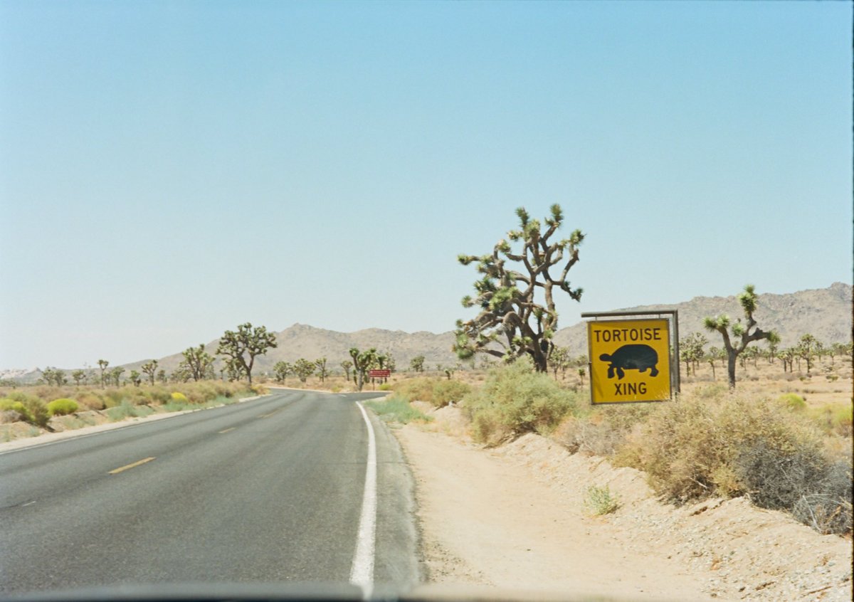 More desert flicks? In a past life I was probably a lizard.