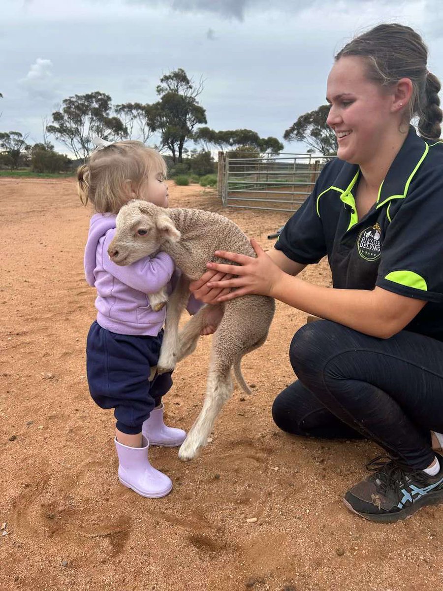 CONSUMER WARNING: The following product may contain traces of cuteness.

You gotta start ‘em young right? Milla and big sister Airlie Seal during shearing time at Kimba, SA.

#lambs #kimba #eyrepeninsula #southaustralia