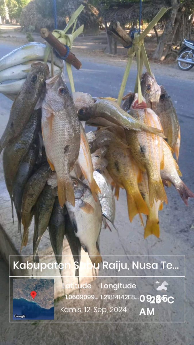 DesiDjami's tweet photo. Kamis (12/09/24), Desi Djami Kale luhkan Kab. Sabu Raijua, KUB Wadu Mangngi, Desa Raerobo, Kec. Sabu Liae. Melaporkan tangkapan ikan, dengan alat tangkap Pancing,  sebanyak 5 kg, harga jualnya 35.000/kg
#GiatluhkansatminkalGONDOL
#Saburaijua
#Tangkap
@luhlapor https://t.co/TYonC7sMfT
