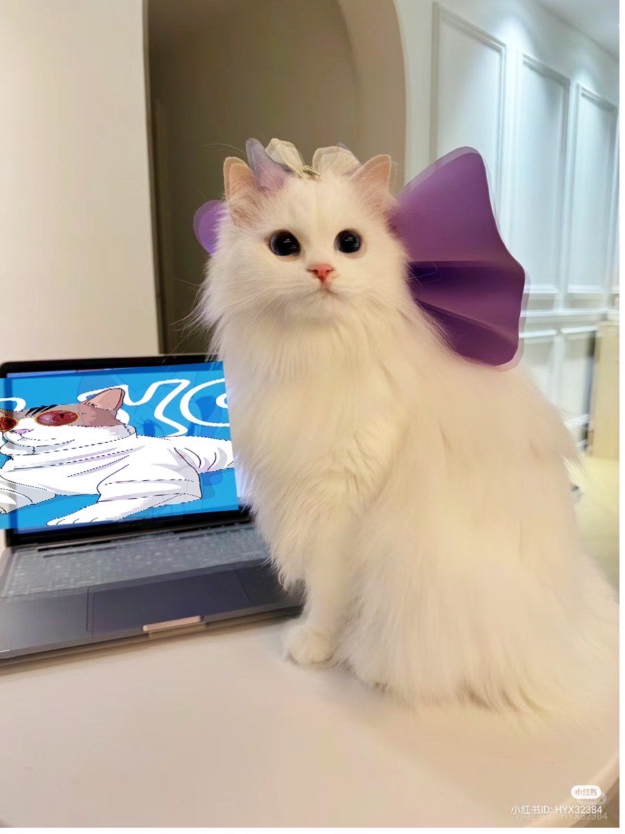 Yoyo is seen dominating screensavers on the TL😻

Wen wedding?..
Wen baby yoyo? 👀😹