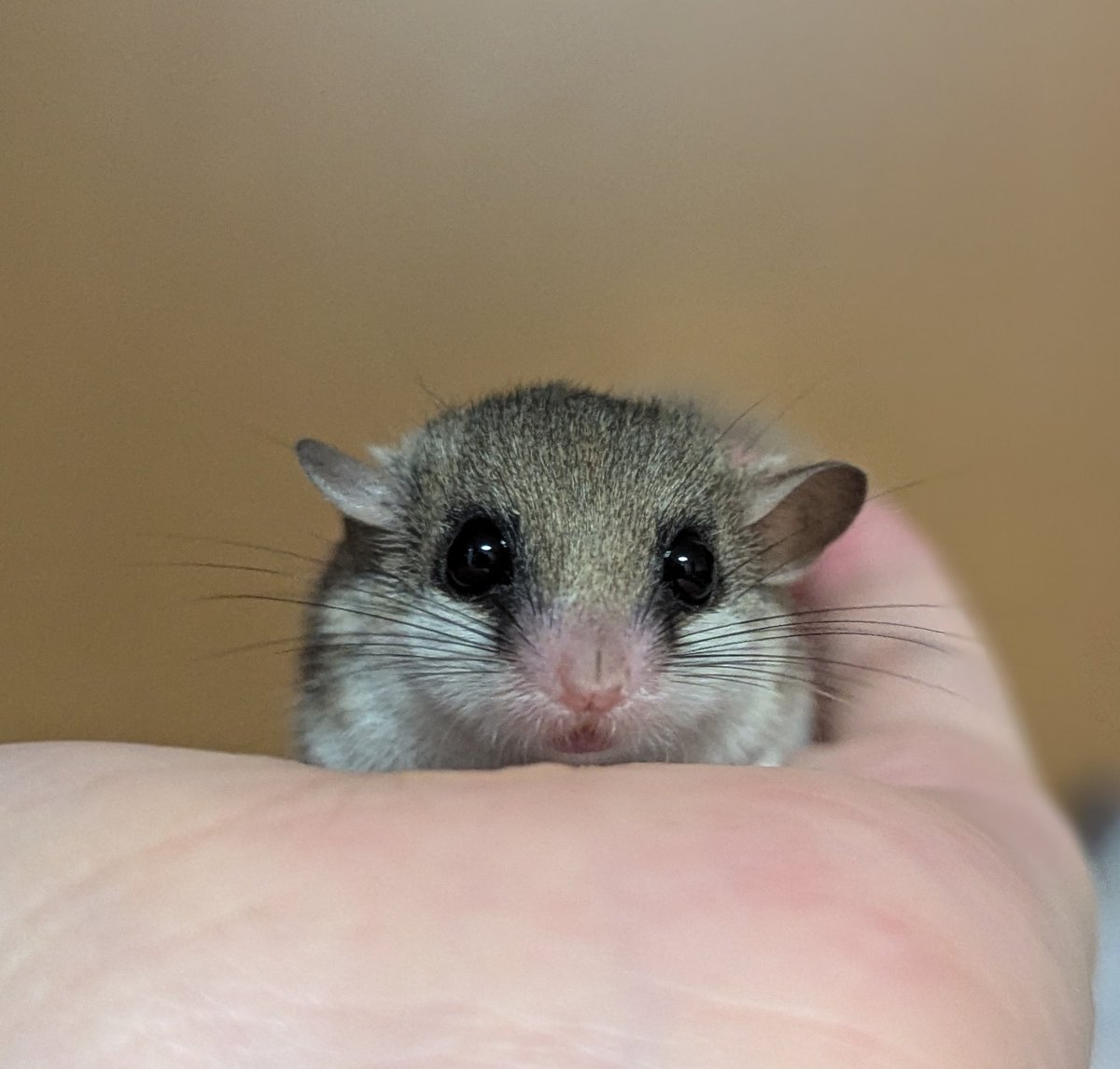 お肉の段差すき