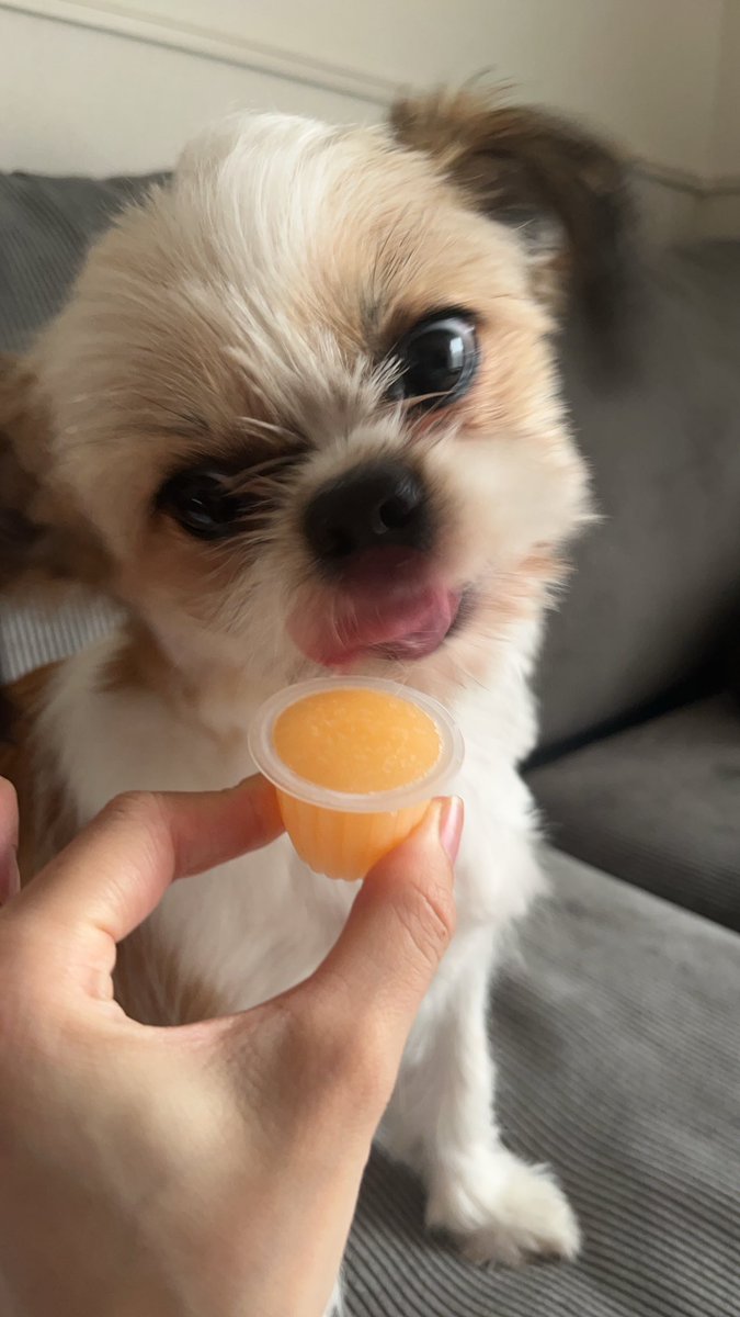 mino48nyan's tweet photo. のあ🐶 https://t.co/JEvWKpAwib