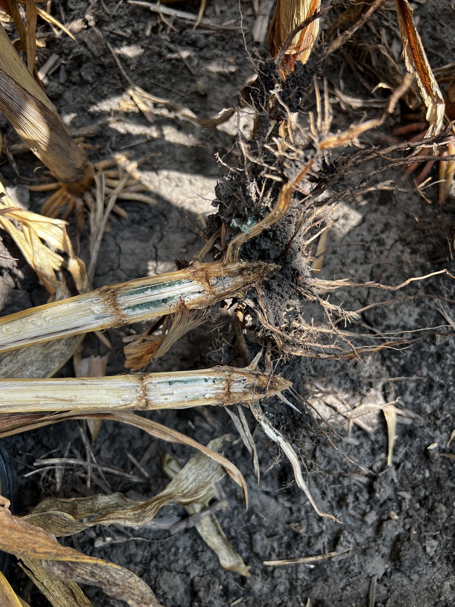 Chris Brooks tweet media