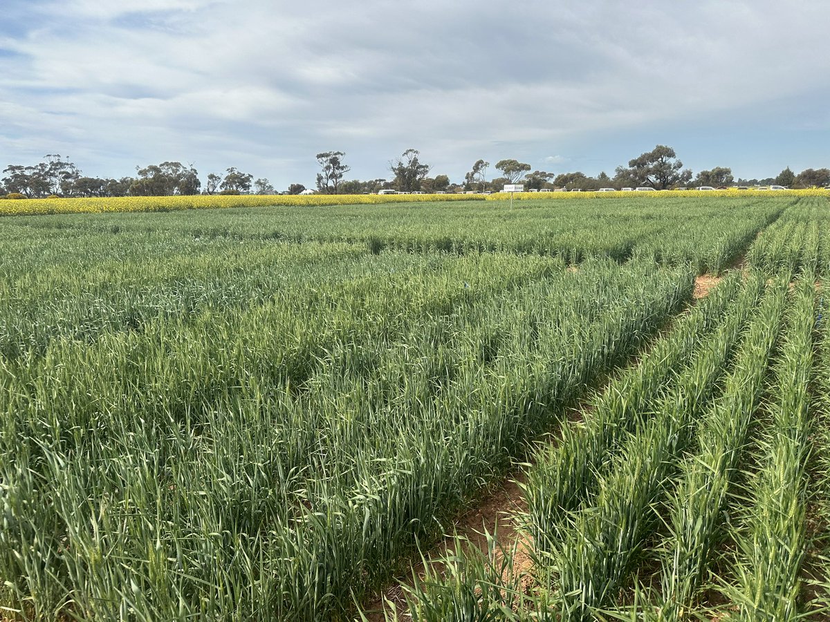 Greg Rebetzke tweet media