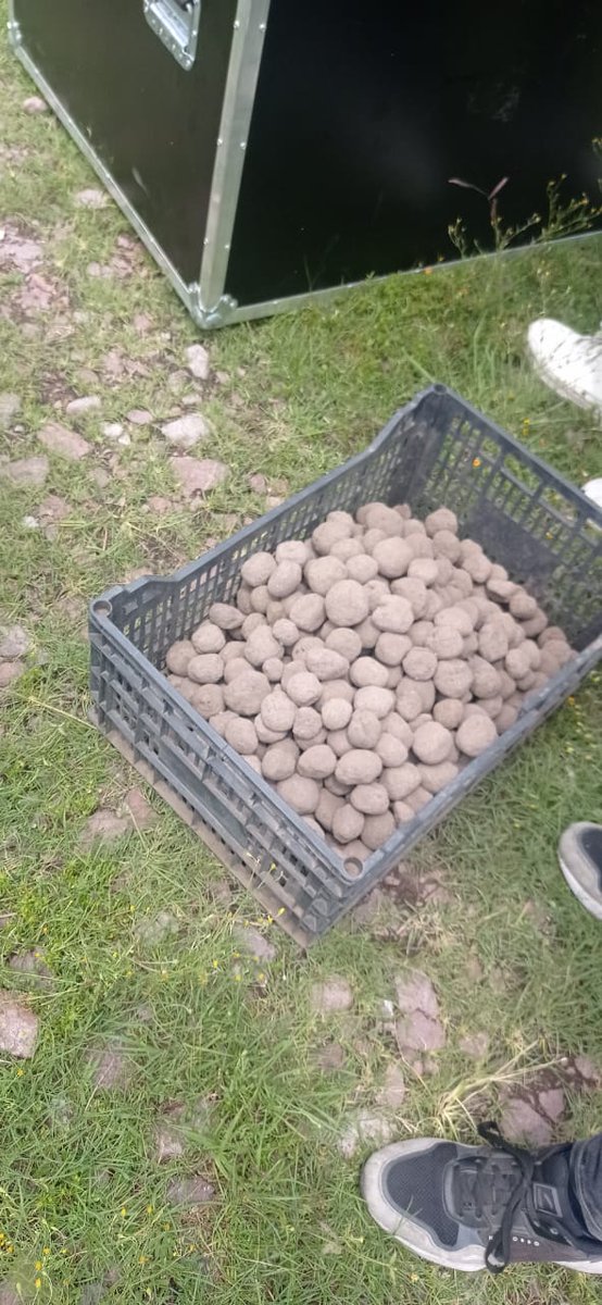 AmbienteEdomex's tweet photo. Hoy se soltaron 2,600 #BombasDeVida, en el ejido de San Pedro Tepetitlán paraje la Loma Pelona; durante 5 días se lanzarán 10 mil bombas en el parque estatal “Sierra Patlachique”, un logro más a favor de nuestras áreas naturales protegidas del #EdoMéx.
#SíMiPlaneta
#MedioAmbiente https://t.co/Jr5wLNE5xR