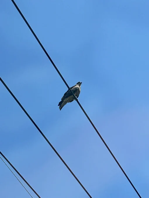 カラスがめっちゃ警戒してたから何かと思ったら、猛禽類いた〜!なんだろ…トビかな?あと魚捕まえたカワムツ? 