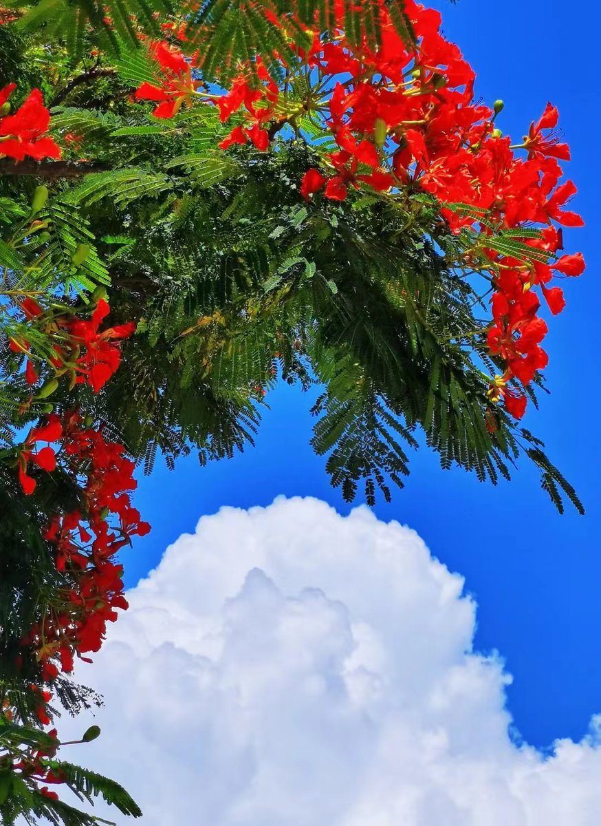StraitHerald's tweet image. The Qianpu Nightless City of Xiamen, with its blue skies, white clouds, and blooming phoenix flowers, exudes striking beauty and vibrancy.
#Xiamen #Travel #ScenicBeauty #city #scenery #TravelinChina
📷/厦日寻游记