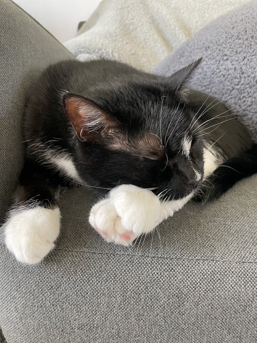 mikep_fit's tweet image. #cats #CatsOfTwitter #restup