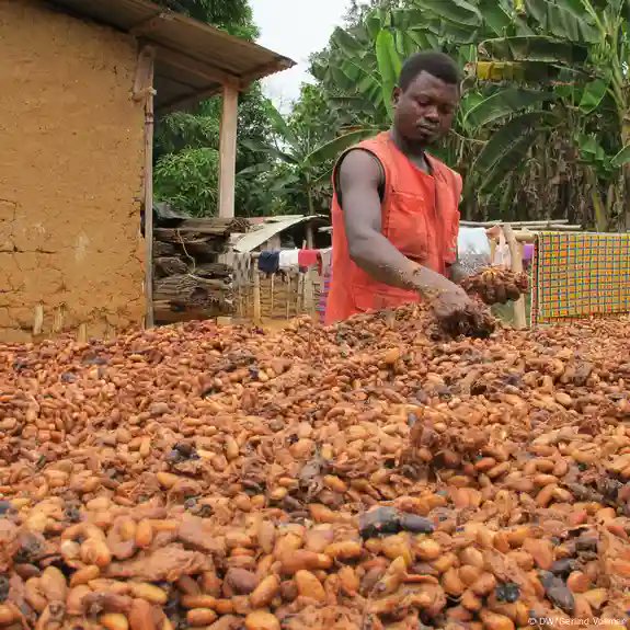 KingWobil's tweet image. From there, 9% of all parcels from high-risk origins will be inspected and 9% of operators placing products from high-risk origins onto the EU market be inspected.
(Credit to @Czapp_portal)

📸: @dwnews; @ConfectioneryNw; @VOAEnglish

5/5

#AgriDirectGh #cocoaproduction #cocoa