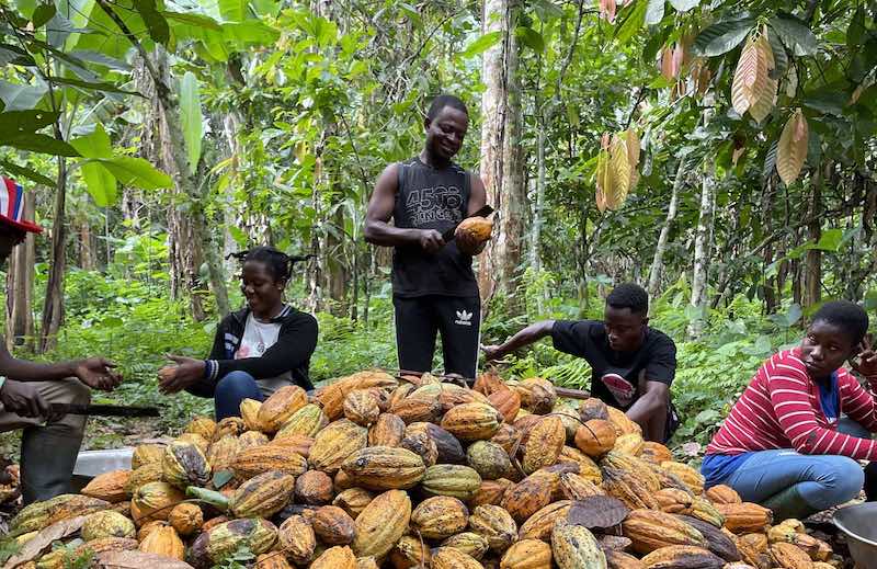 KingWobil's tweet image. From there, 9% of all parcels from high-risk origins will be inspected and 9% of operators placing products from high-risk origins onto the EU market be inspected.
(Credit to @Czapp_portal)

📸: @dwnews; @ConfectioneryNw; @VOAEnglish

5/5

#AgriDirectGh #cocoaproduction #cocoa