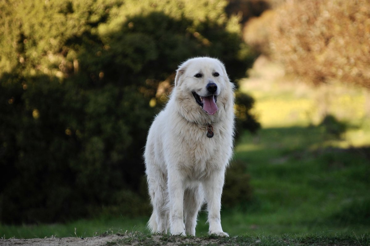 Morgannpals's tweet photo. Otis enjoying some spring sunshine on the farm. https://t.co/VB349N7Vjv