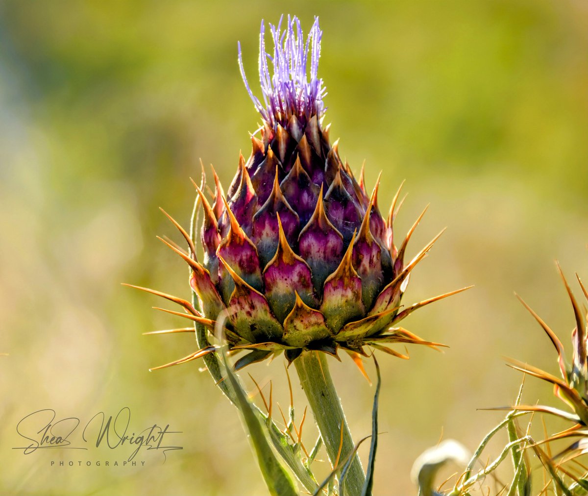 Wild Artichoke in all its splendor. What can I say? They love to be photographed (haha)!

#artichoke #wildartichoke #wildart #artichokeflower #artichokes #wildphotography #naturalphotography