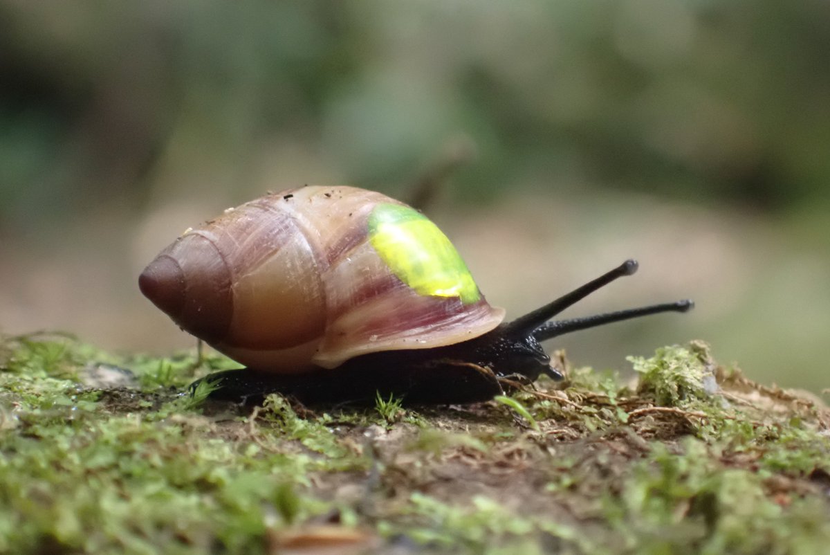 This year's snail conservation expedition is underway: Partula 2024 releasing more tree-snails back into the wild in Polynesia. I arrived on Tahiti this morning and we went straight out to monitor the Partula nodosa that were released yesterday. Very good results for day 1