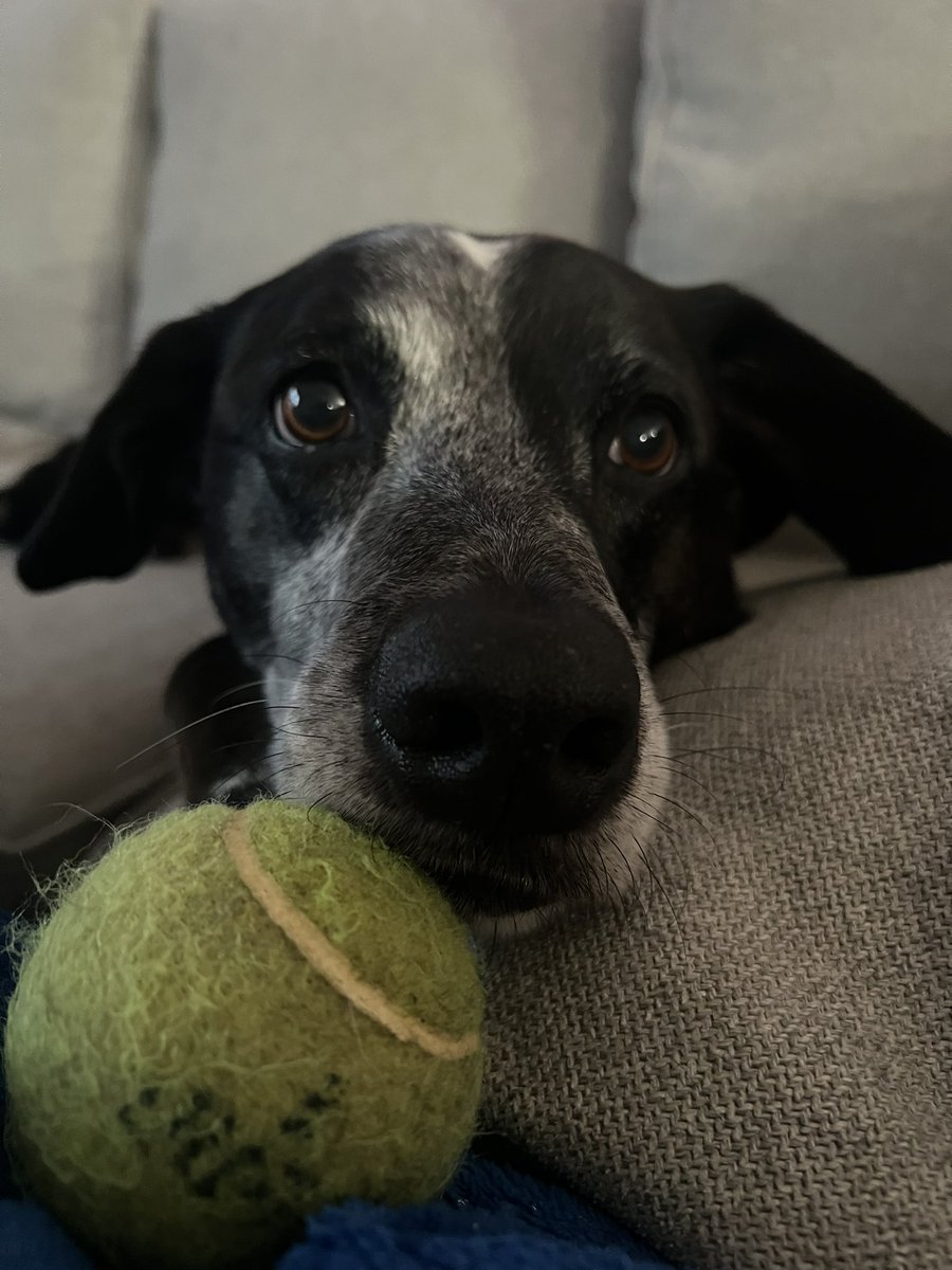 t_rex20_'s tweet photo. @hockeyisaac your #DailyBenny https://t.co/yUP0daxmji