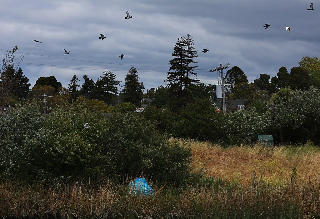 City Council votes to ban other cities from dropping off homeless people in Santa Cruz dlvr.it/TD7LLs