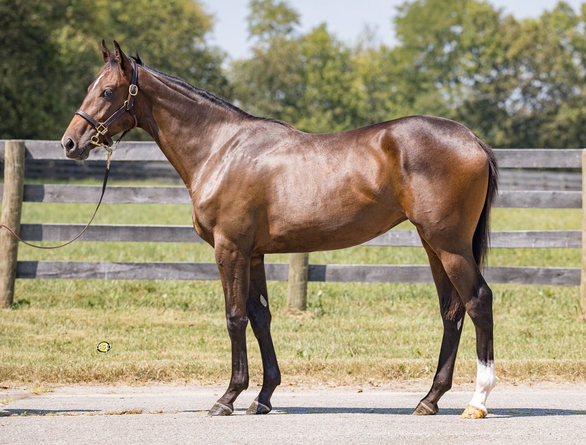 Four Star Sales (@fourstarsales) on Twitter photo 1/3
Beautiful group of fillies selling today <a href="/keenelandsales/">Keeneland Sales</a>! See them at barn 42!
765-Authentic/De La Soul(family of G1W HARMONY LODGE)
777-Liam’s Map/Drinks on Broadway (1/2 to SW LIGHTS ON BROADWAY/fam of MG1W ELITE POWER)
786-Medaglia d’Oro/Electricita(fam of G1W MORENO) 1/3
Beautiful group of fillies selling today <a href="/keenelandsales/">Keeneland Sales</a>! See them at barn 42!
765-Authentic/De La Soul(family of G1W HARMONY LODGE)
777-Liam’s Map/Drinks on Broadway (1/2 to SW LIGHTS ON BROADWAY/fam of MG1W ELITE POWER)
786-Medaglia d’Oro/Electricita(fam of G1W MORENO)